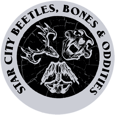 Star City Beetles, Bones and Oddities badge