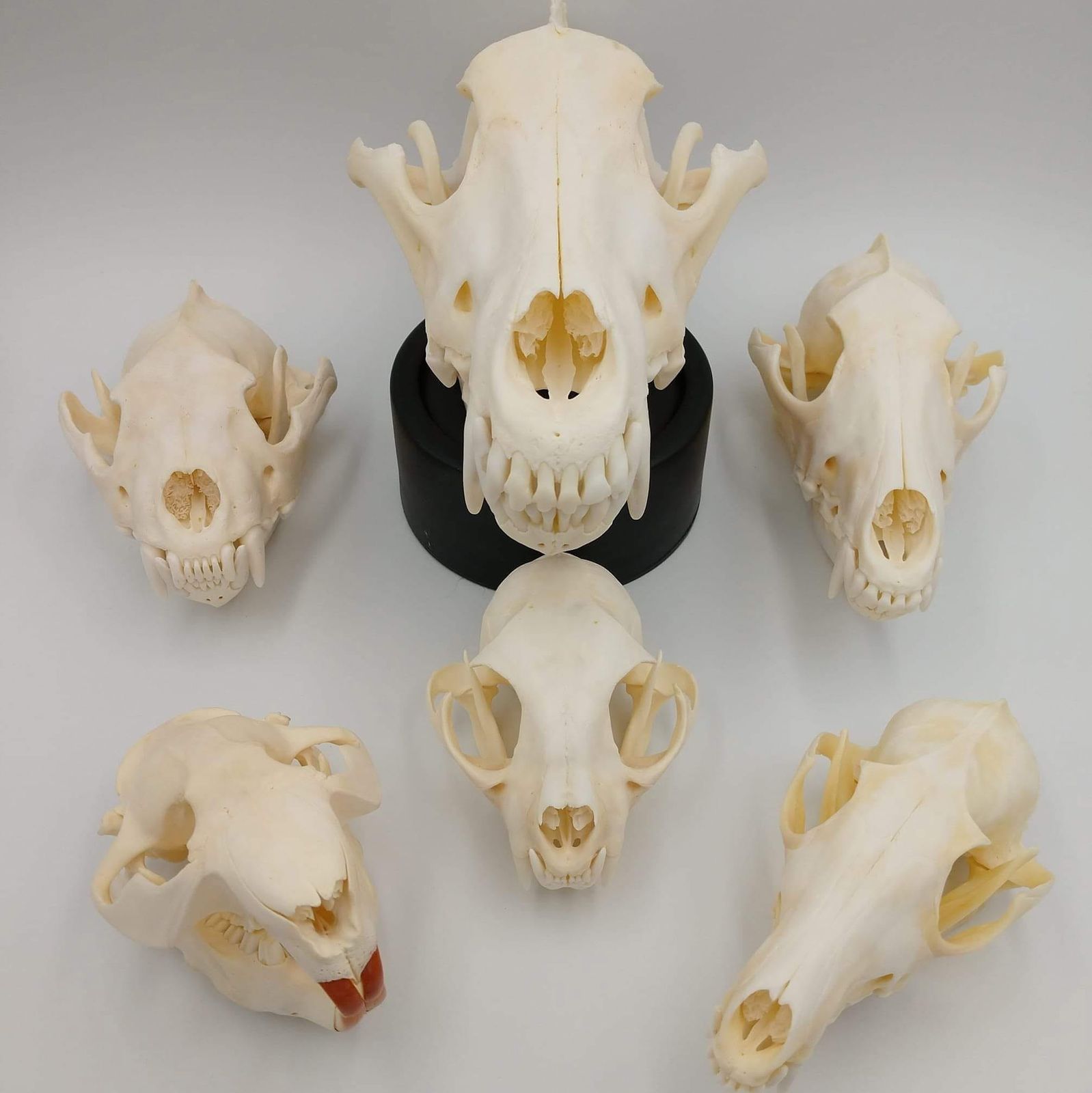 Six beetle-cleaned predator skulls arranged on a white backdrop