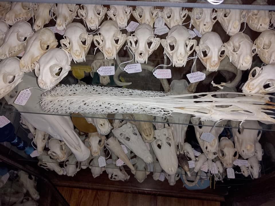 Rows of tagged skulls with a paddlefish rostrum