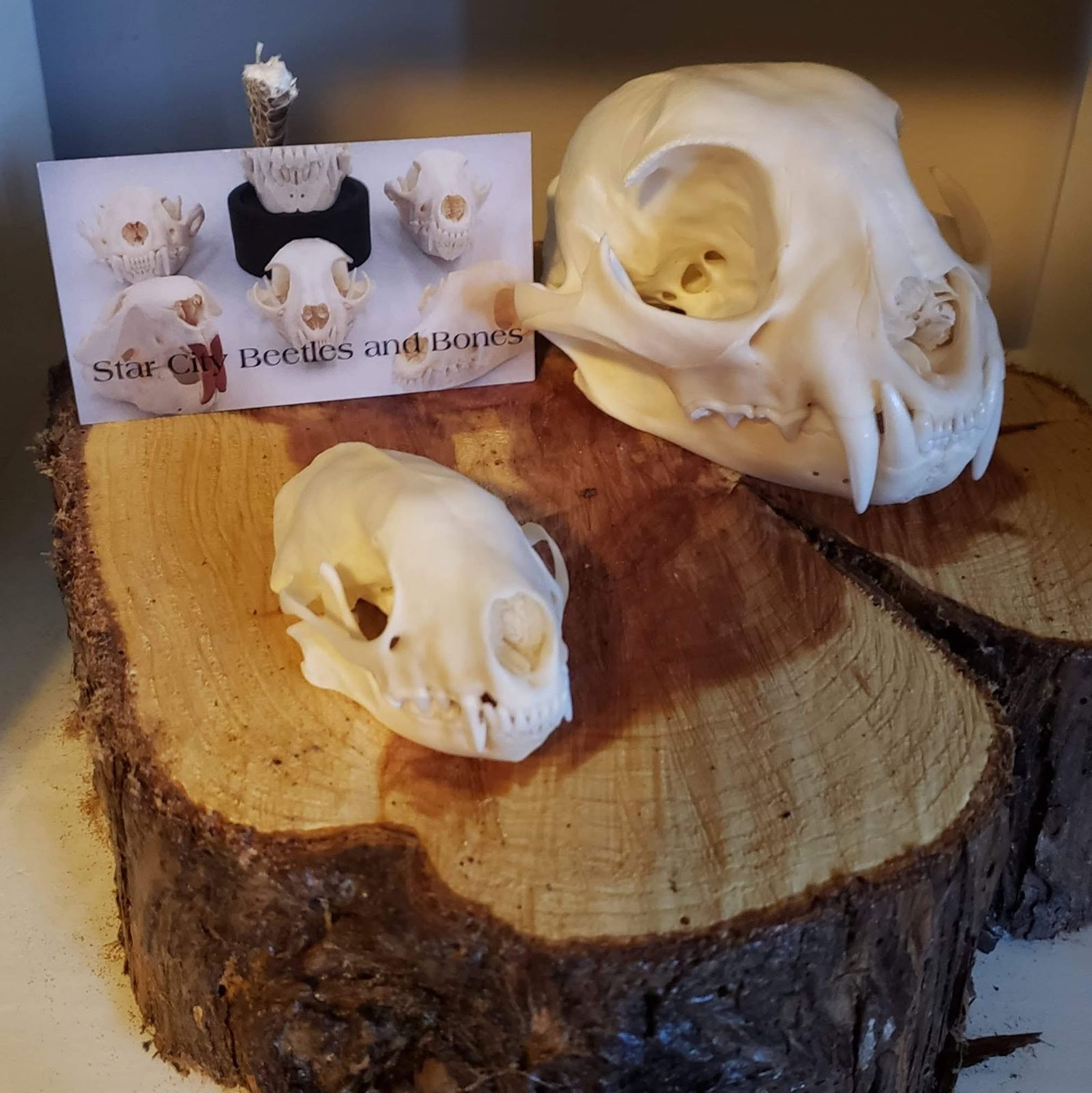 Two beetle-cleaned skulls displayed on a cut log round