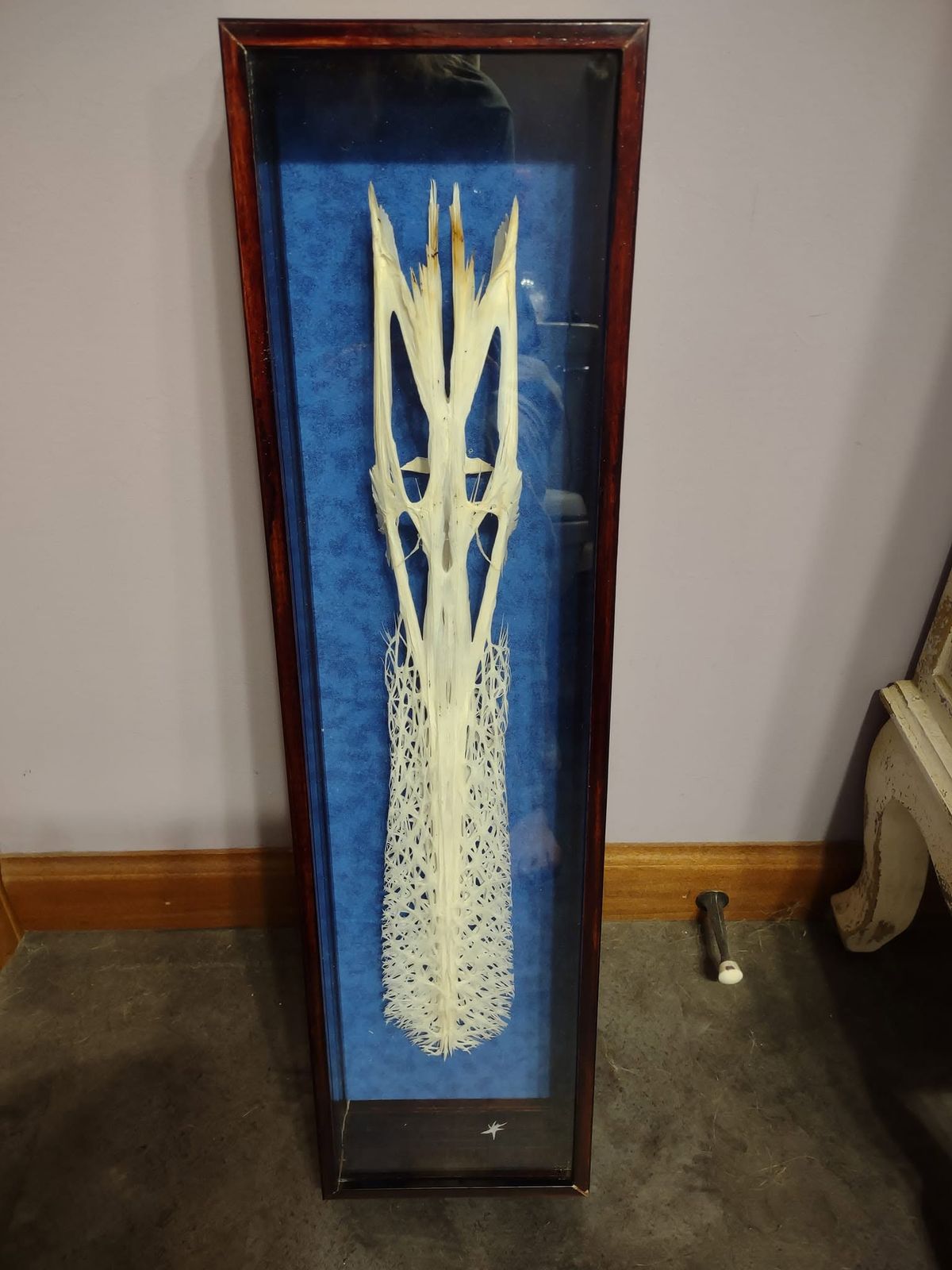 Framed paddlefish rostrum on a blue backing