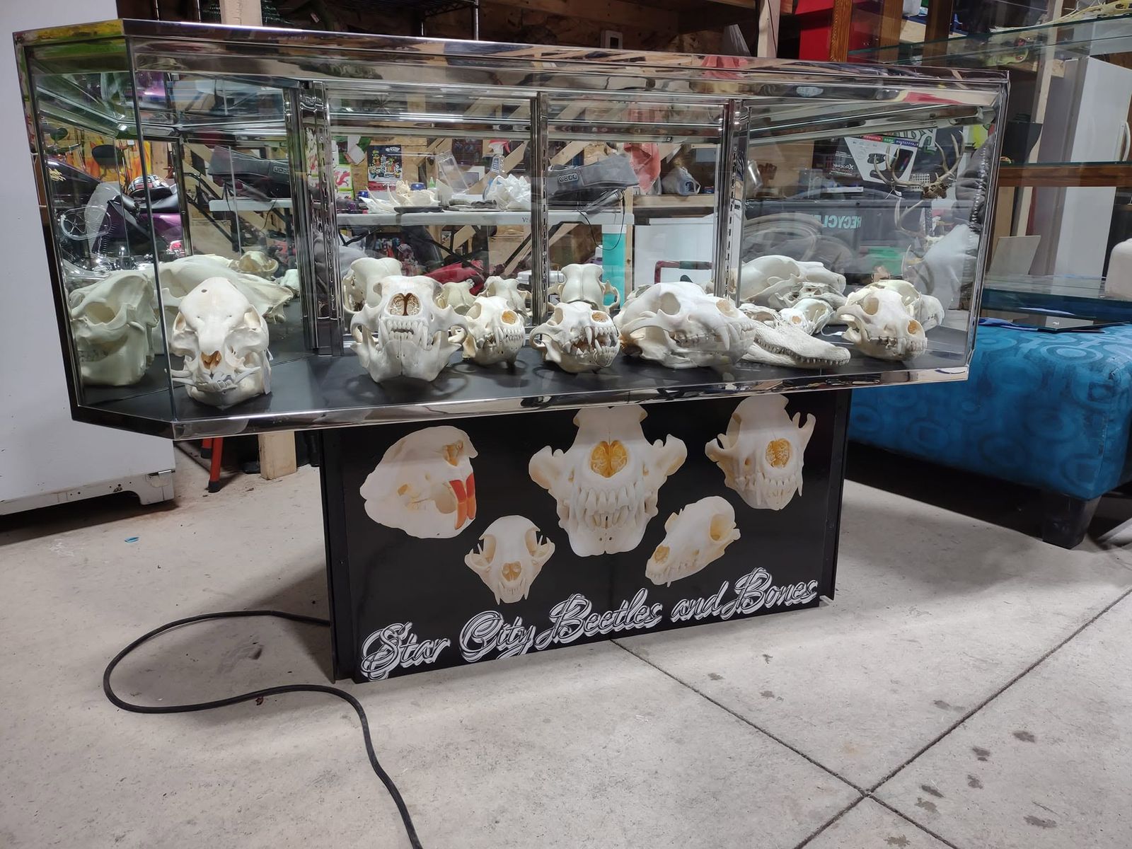 Chrome display case full of cleaned skulls with Star City Beetles and Bones signage