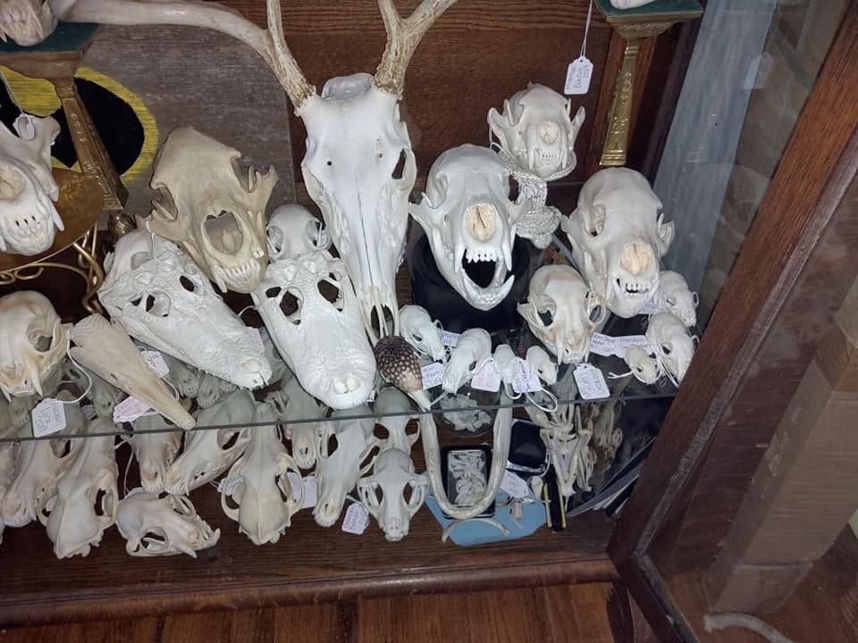 Whitetail skull with antlers among dozens of cleaned skulls