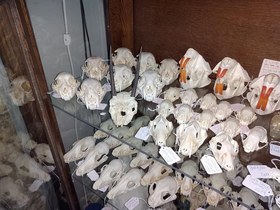 Shelf of cleaned skulls including beavers and a pronghorn